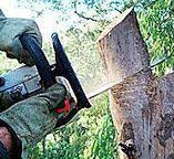 Best Arborist Consultation Services  in Garfield, NJ