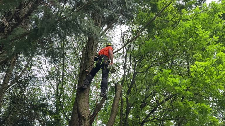 Best Tree and Shrub Care  in Garfield, NJ