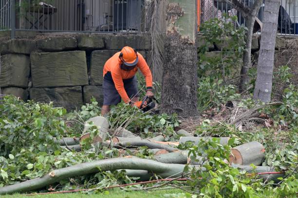 Best Commercial Tree Services  in Garfield, NJ