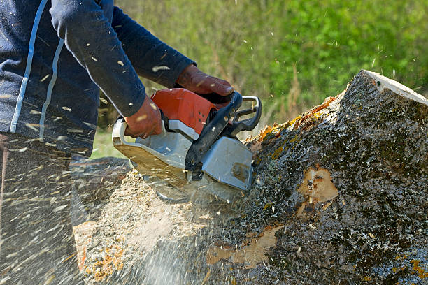 Best Lawn Grading and Leveling  in Garfield, NJ