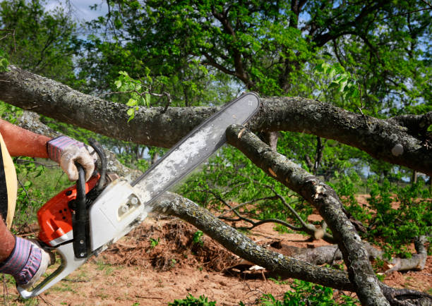 Best Tree Disease Treatment  in Garfield, NJ