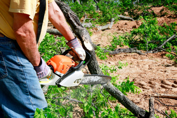 Best Tree Maintenance Programs  in Garfield, NJ